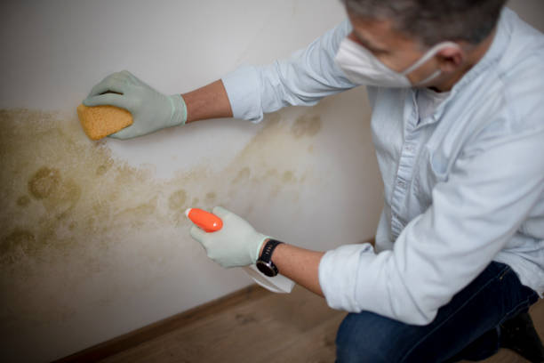 Best Certified Mold Removal  in West Milton, PA