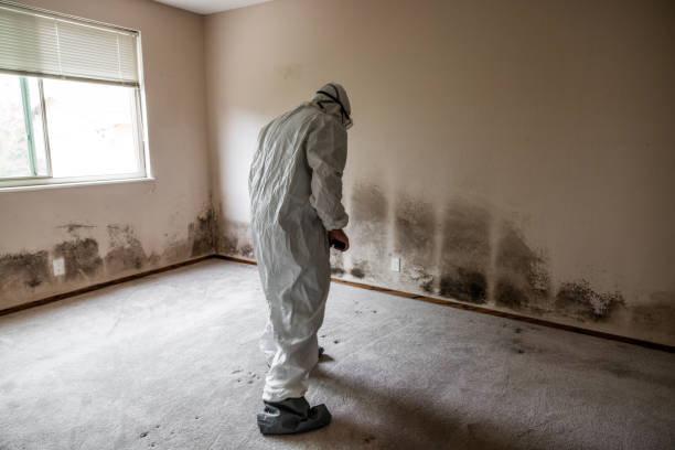 Best Commercial Mold Removal  in West Milton, PA